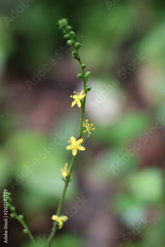 Fotografie Agrimony flowers blooming in the forest