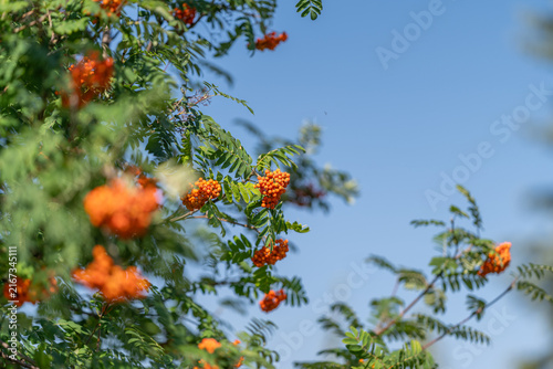 Fotografía Bright clusters of mountain ash berries sway gently in the breeze under a clear