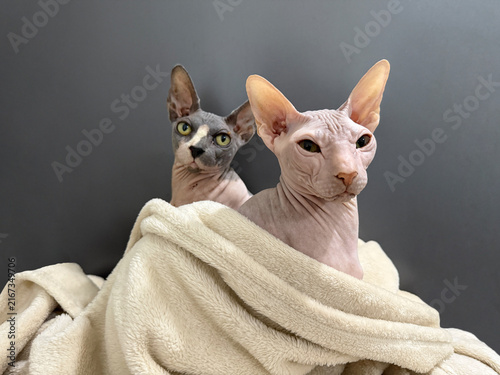 Canvastavla Two cats are sitting together under a soft blanket.