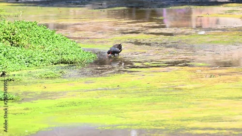 Common Moorhens Mating in Green Drainage Canal, Tenerife