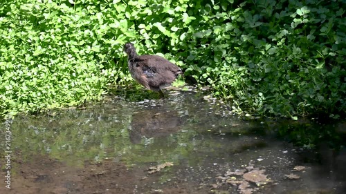 Common Moorhen Chick Feeding on Grass in Green Canal, Tenerife