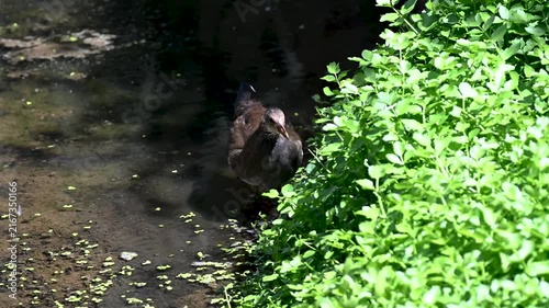 Juvenile Common Moorhen Feeding on Greenery in Canal, Tenerife