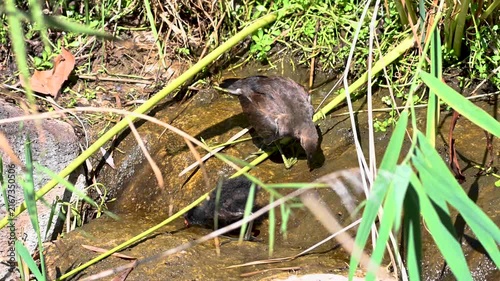 Common Moorhen Chick and Juvenile Feeding Among Tall Grass, Tenerife
