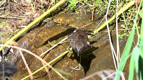 Juvenile Common Moorhen Among Tall Grass in Pond, Tenerife