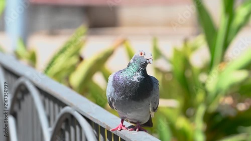 Feral Pigeon Resting on Park Railing, Tenerife