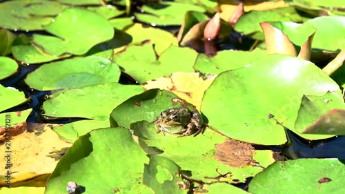 Wild Perez's Frog Resting on Large Leaf in Tenerife Pond