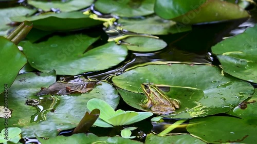 Perez's Frog Resting on a Leaf in a Pond, Tenerife