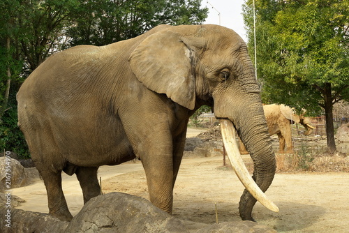 Photography African elephant with large tusks in a zoo enclosure
