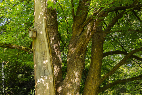 Cuadro en lienzo A photograph of a swallow nest box perched on a large tree.