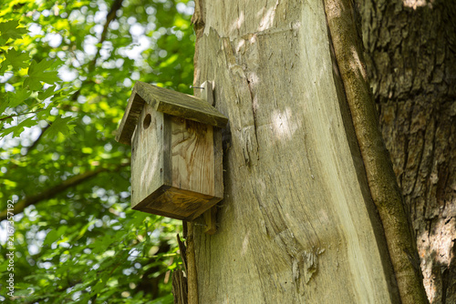 Cuadro en lienzo A photograph of a swallow nest box perched on a large tree.