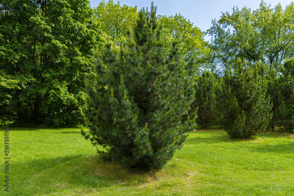 Fototapeta premium A beautiful landscape of a mixed coniferous and deciduous forest on a sunny day.