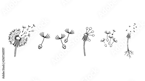 A collection of hand drawn dandelion sketches featuring seeds and flowers.
