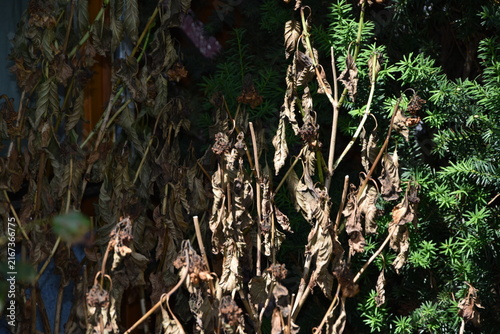 tote Hortensie