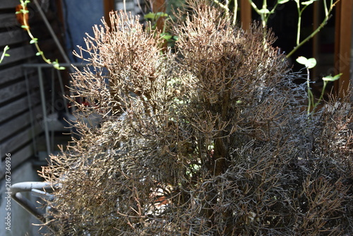 Fichte, Nadelbaum, abgestorben,