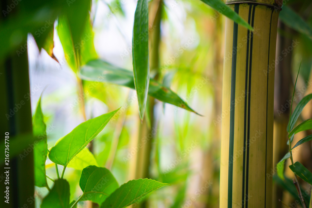 Obraz premium Green bamboo stalks stand tall, softly lit