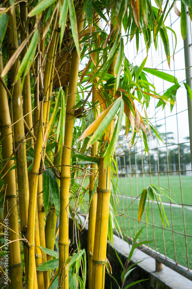 Fototapeta premium Golden bamboo stalks stand tall beside a fence