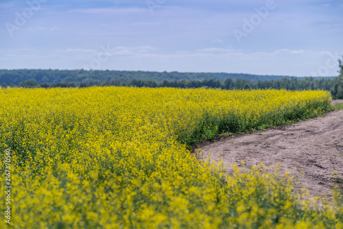 Golden rapeseed flowers bloom under a clear sky brightening up the peaceful countryside landscape with vivid yellow hues while the road winds through the field