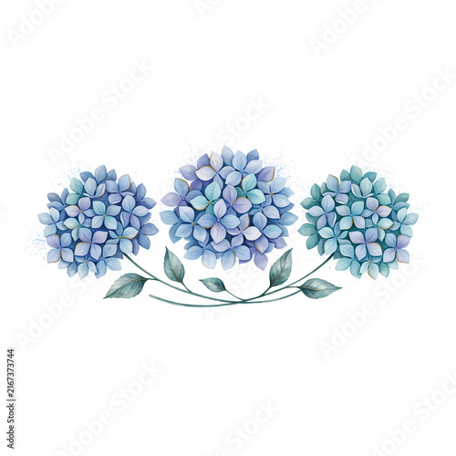 Three blue hydrangea flower heads with green leaves isolated on a transparent background