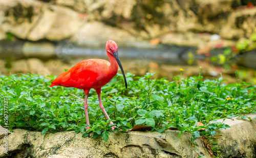 Canvas Print Scarlet ibis standing among lush green plants