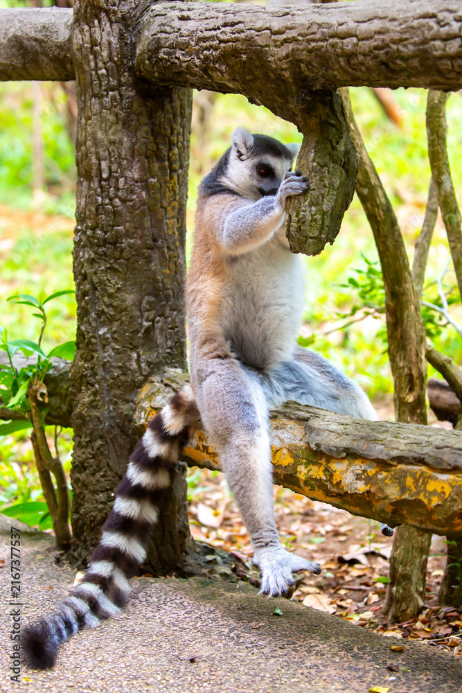 Obraz premium Ring-tailed lemur resting on a tree branch. Iconic Madagascar primate with a striped tail. Close-up of a lemur sitting in the trees.