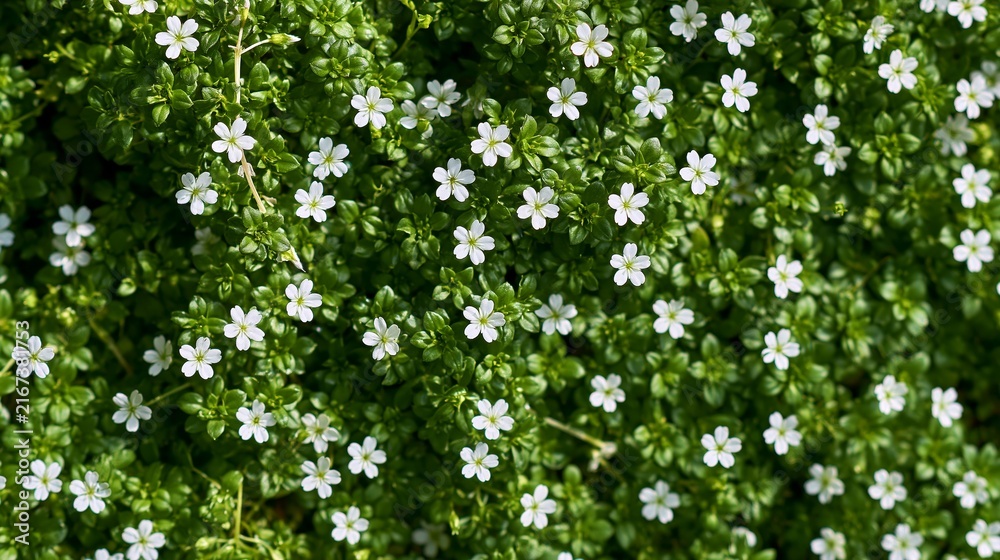Fototapeta premium Lush green groundcover forming a vibrant natural carpet, tiny white flowers creating a beautiful pattern of growth and freshness
