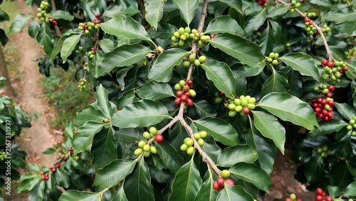 macro rich-natural-light 4K close-up features coffee branches displaying both green and ripening red coffee cherries within a lush plantation filmed vertically with sharp detail ideal for
