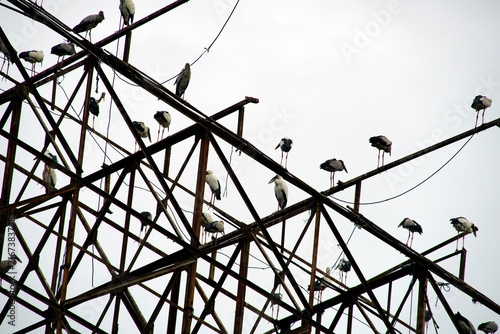 Birds Perched on Wooden Power Lines with Overcast Sky in Urban Environment