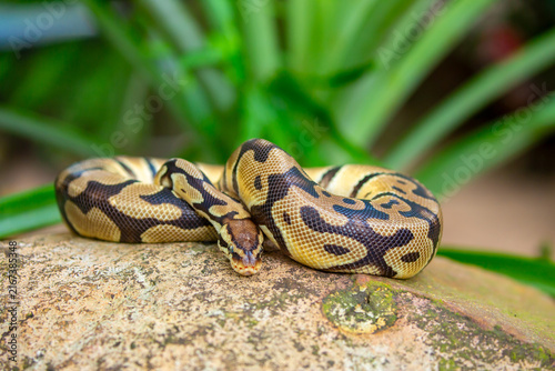 Foto A python lies on the ground and on rocks in the wild