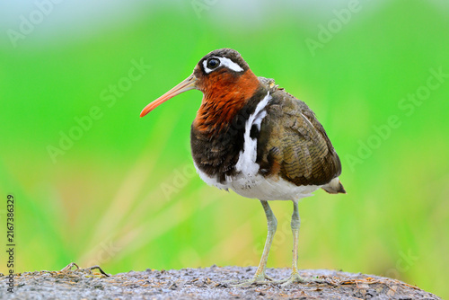 exotic bird with wonder eyes at all times, female greater painted-snipe, beautiful wader bird of Thailand