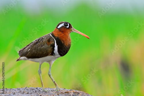greater painted-snipe, beautiful wader bird standing on mud dirt in rainny season, exotic bird with wonder eyes at all times