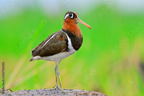 wonder eyes bird perching on dirt pole expose over rice plantation, greater painted-snipe, Thai exotic swamp bird in full length shot