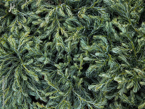 Chamaecyparis pisifera Boulevard, Sawara Cypress or Blue Moss Cypress