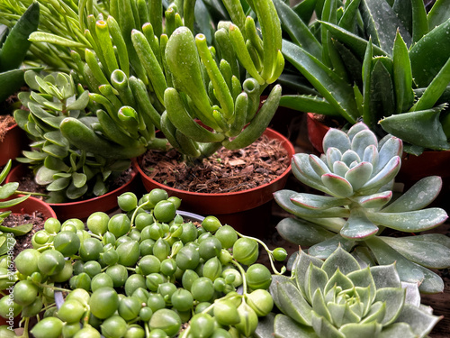 Succulent potted garden