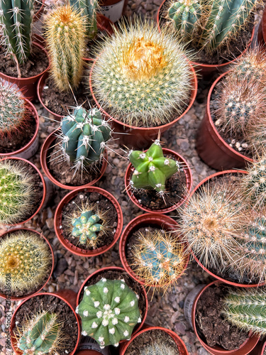 Potted cacti garden
