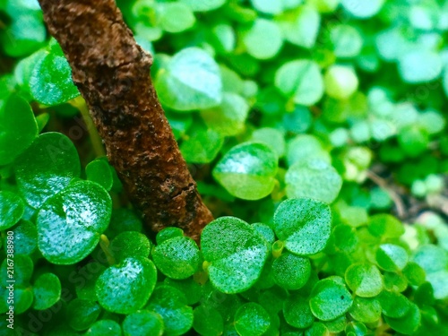 Foto a carpet of baby's tears plants with tiny, glossy, heart-shaped green leaves spr