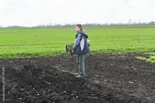 Boy farmer plants potato crop in fresh soil.