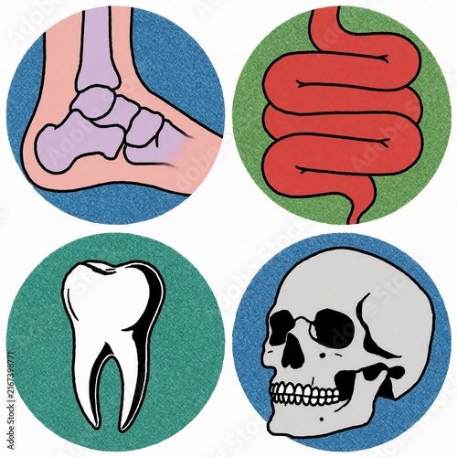 Human Anatomy Illustrations: Foot Bone, Intestine, Tooth and Skull