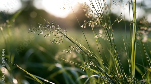 Poa pratensis, Kentucky bluegrass and meadow grass in golden sunset light