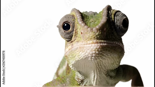 close-up video of a green chameleon head looking forward against a pure, seamless white background. The chameleon's large, textured eye turrets rotate independently in smooth