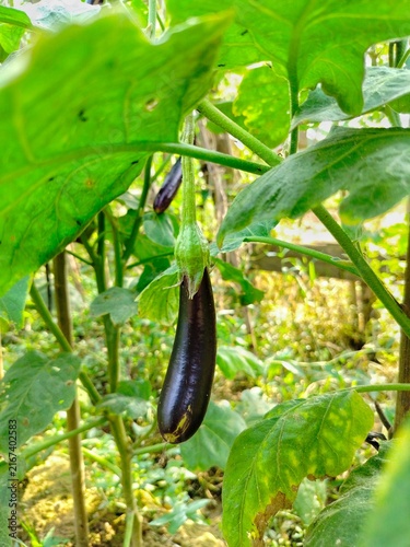 fresh purple eggplant growing on the tree in organic farm
