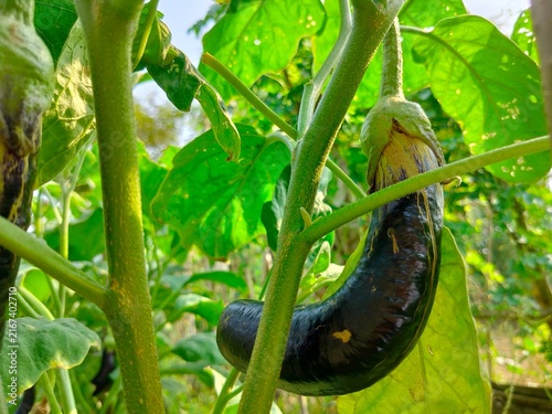 fresh purple eggplant growing on the tree in organic farm