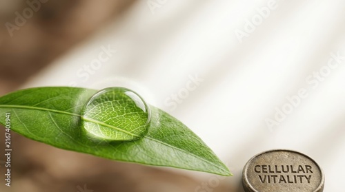 Close up of a water drop on a green leaf with soft background