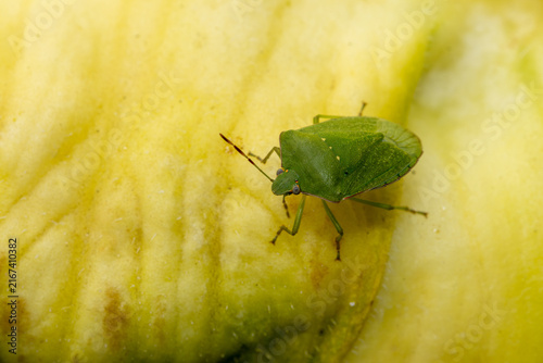 Canvastavla Adult Green Shield Bug on Yellow Ribbed Fruit Skin Macro Top View