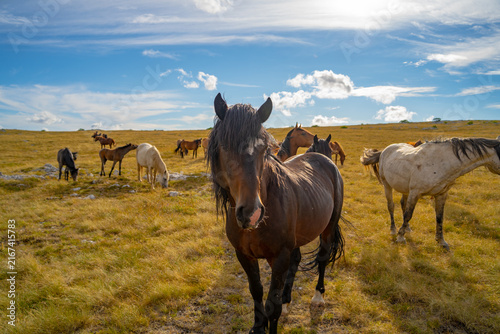 Photography Wild horse looking at camera with herd grazing in background, Livno, Bosnia