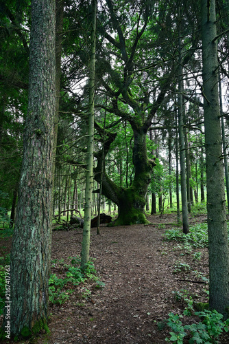 Картината върху платно An ancient oak tree covered in moss in a lush green forest with a distinctive si
