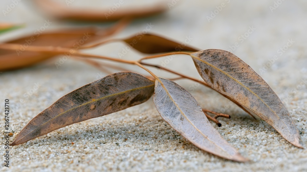 Fototapeta premium Dry eucalyptus leaves rest on fine sand showing natural texture and subtle color variation under soft light