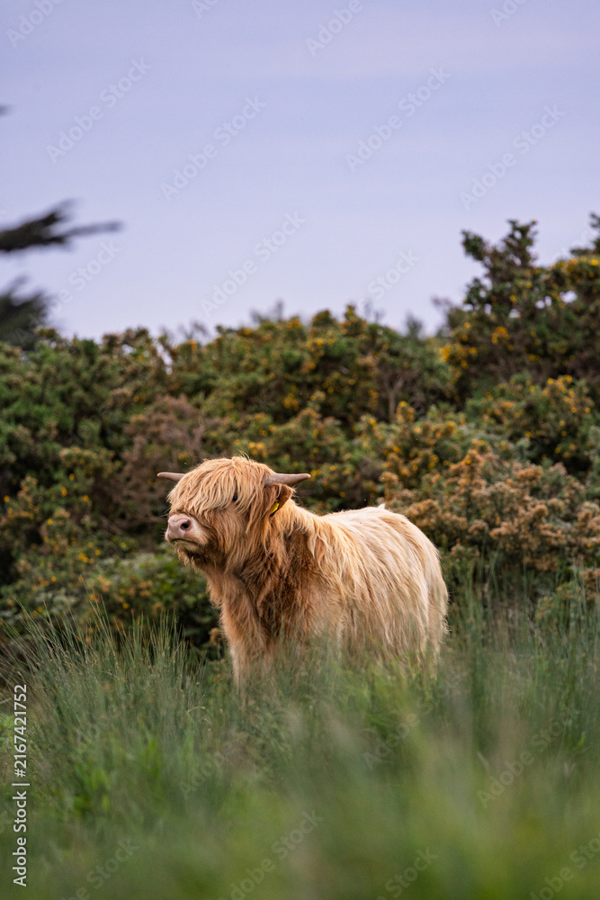 Fototapeta premium Highland Cow, Dublin Ireland