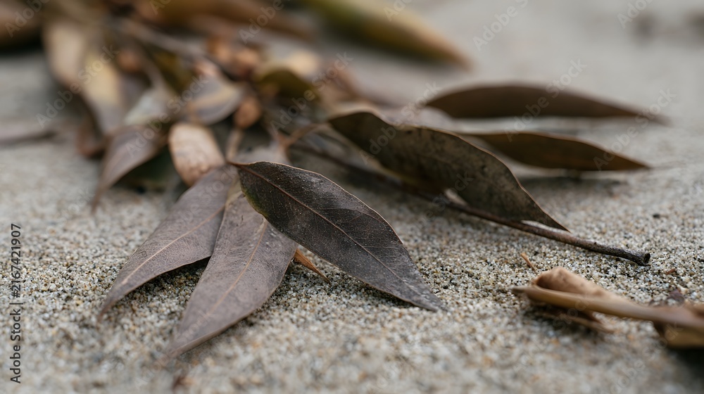 Fototapeta premium Dry eucalyptus leaves rest on textured sand captured with shallow depth of field and natural outdoor lighting