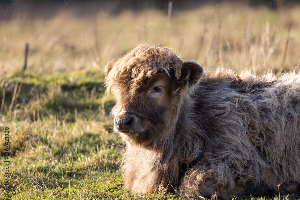 Fototapeta premium Highland Cow, Dublin Ireland