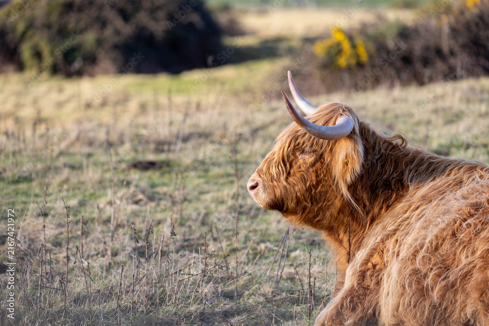 Fototapeta premium Highland Cow, Dublin Ireland